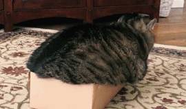 箱子猫咪挤破箱子成了一“滩”猫，主人：你有多少肉心里没点数吗？