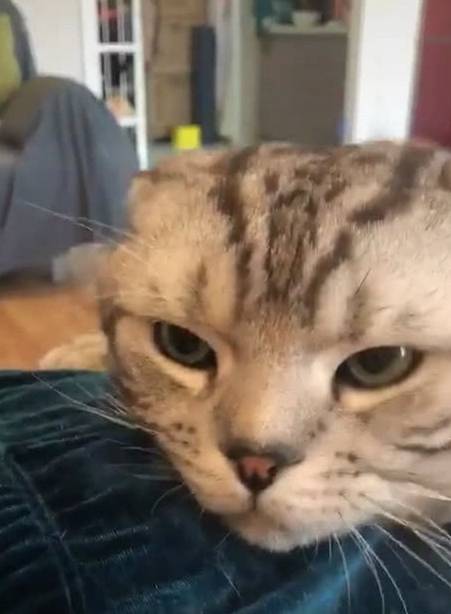 猫咪肥猫趴在女主人身上睡着了，被强行叫醒后，它的反应哭笑不得！