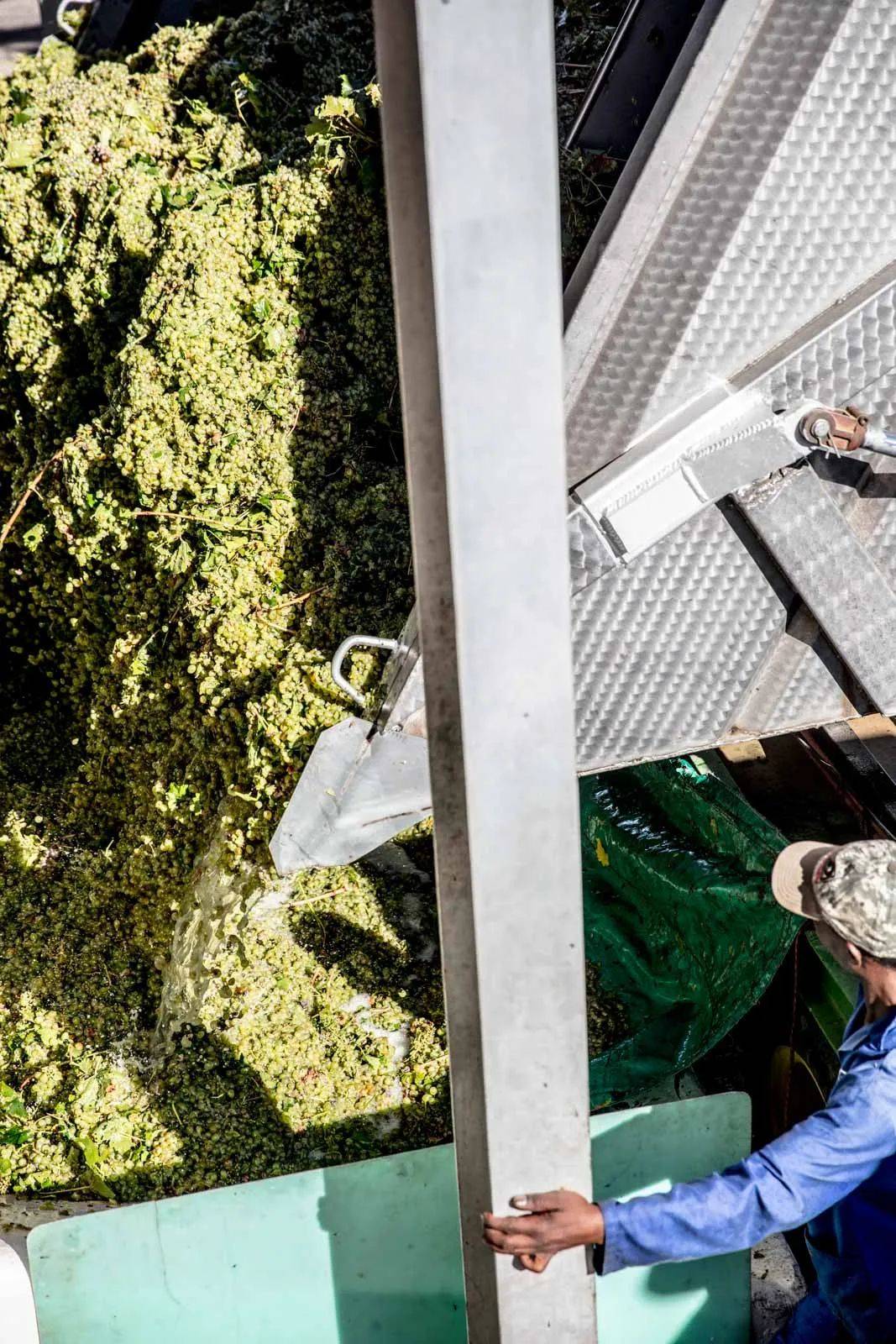 机械化|为啥“脚踩酸菜”不行,脚踩葡萄就可以