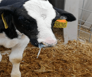治疗|春季犊牛呼吸道疾病的诊断及防治