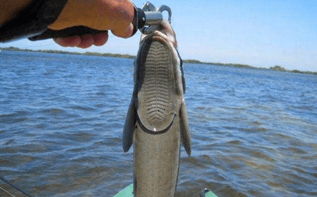 世界上最懒的鱼:不想吃不想动,却能靠这个功能在海中远行_印鱼_生物