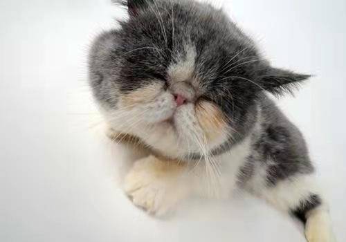 美国何以解忧?唯有喝酒与撸猫!