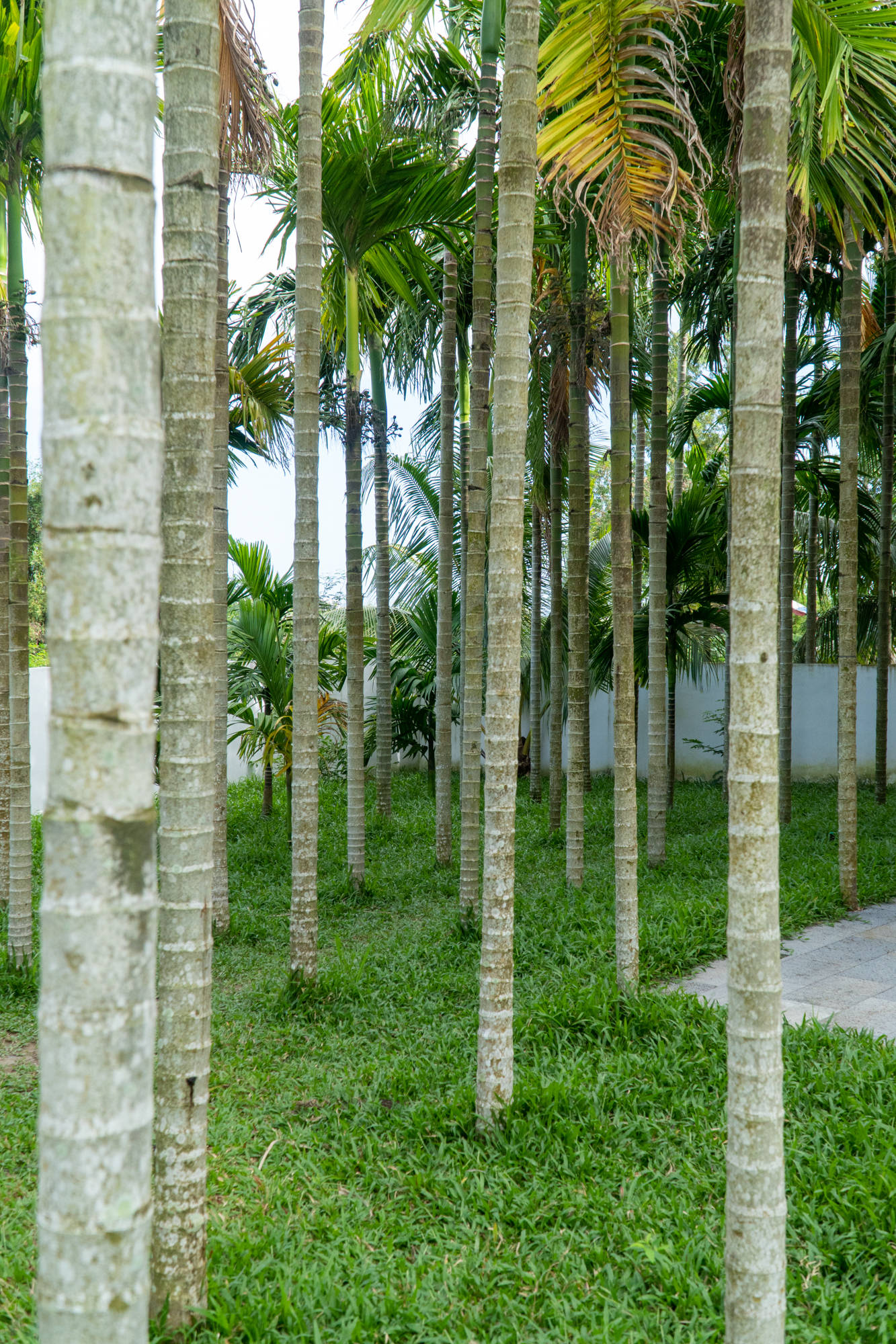 椰子树|打卡三亚网红民宿，自带泳池颜值高，入住明星同款房间