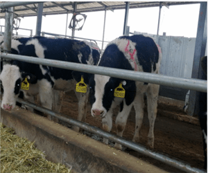 治疗|春季犊牛呼吸道疾病的诊断及防治