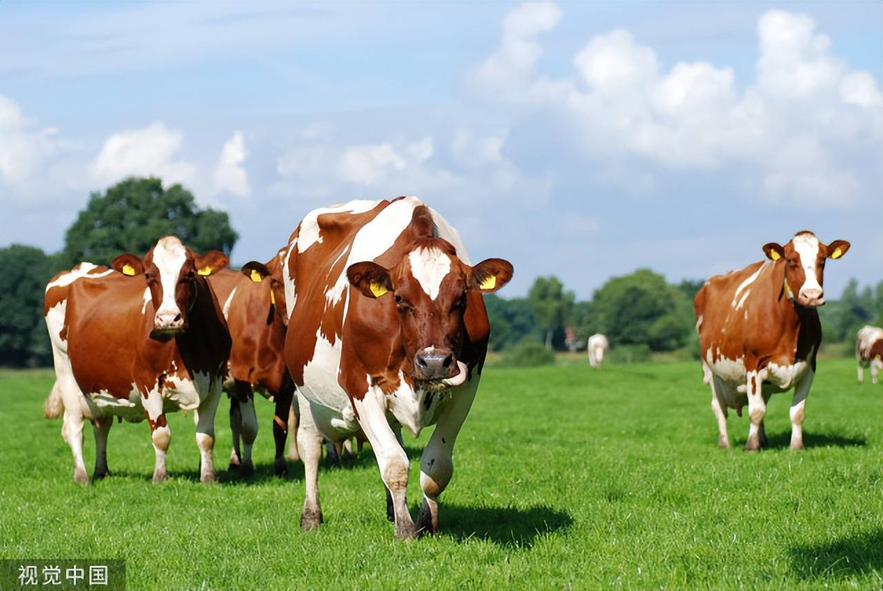 猪牛羊平时如何补充微量元素怎样给牛补充微量元素和矿物质