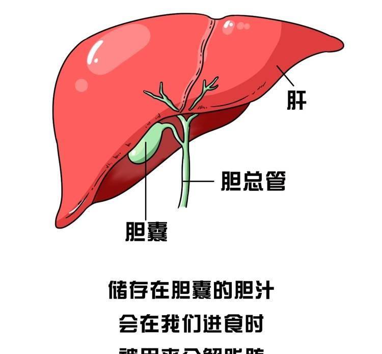 原創身體出現4個變化肝硬化或已悄悄上身這4類人要及時檢查