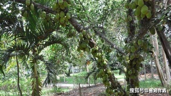 榴蓮的樹木,從種植到結果,需要八年多的時間.