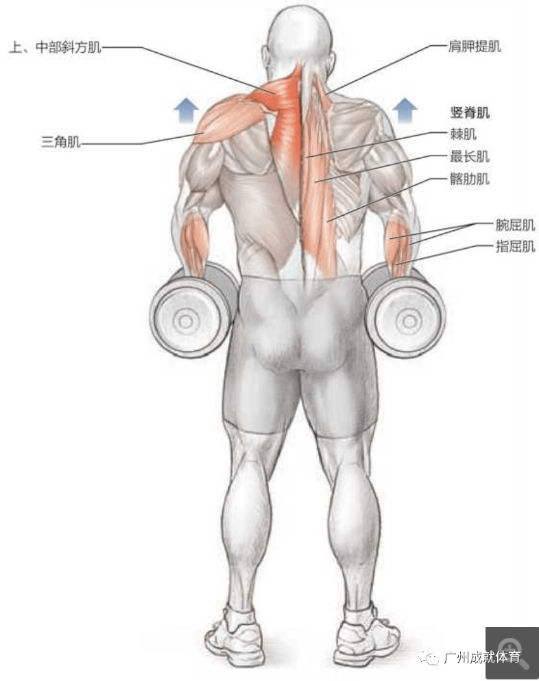 健身房里一副哑铃如何正确的训练斜方肌