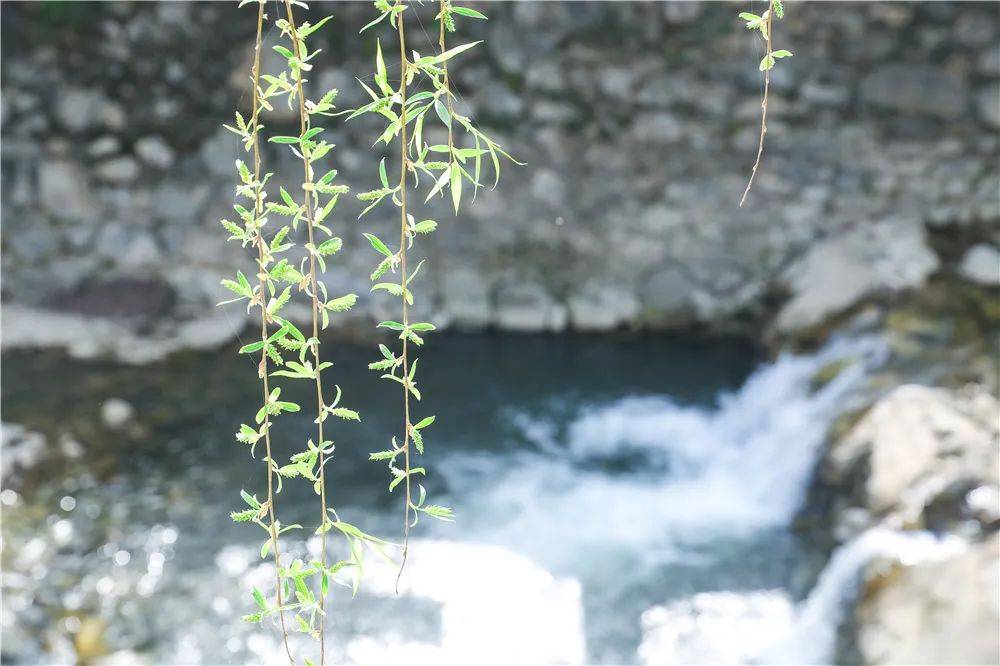 宿舍|西安翻译学院樱花盛开，春天限定浪漫之约