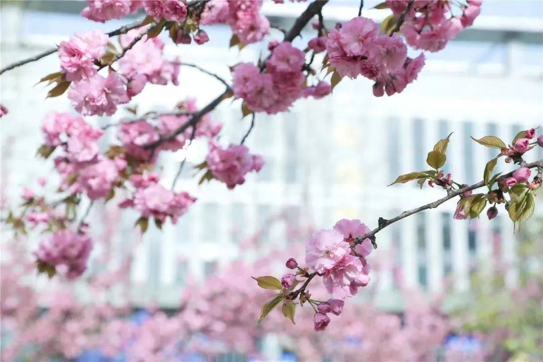 宿舍|西安翻译学院樱花盛开，春天限定浪漫之约