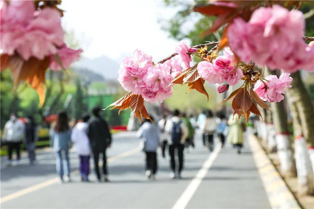 宿舍|西安翻译学院樱花盛开，春天限定浪漫之约