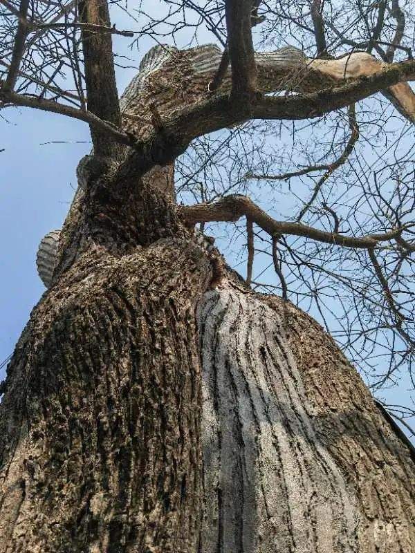 爸爸还说,槐树是个宝,槐米有药用价值,盛开的槐花过去人们还用作染料