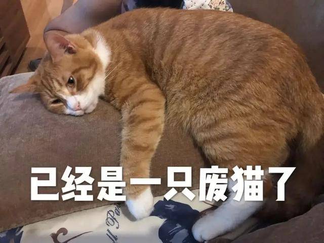 猫咪身上的 蒜瓣毛 是什么意思 生活 毛发 貂绒