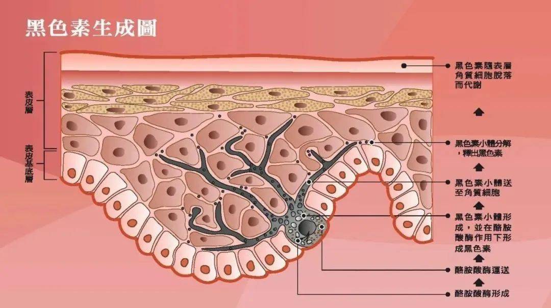 层析液色素分布图片