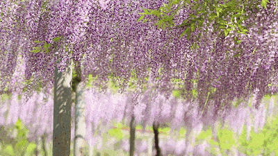 不动如山|美哭！500岁的紫藤又开花了