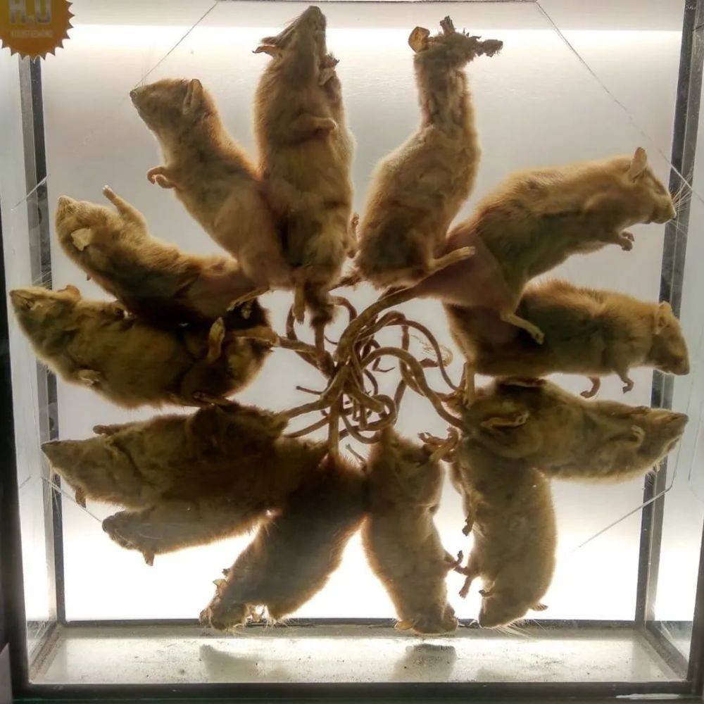 标本的鼠王中世纪的人们由于认知有限,自然是把尾巴缠在一起的老鼠