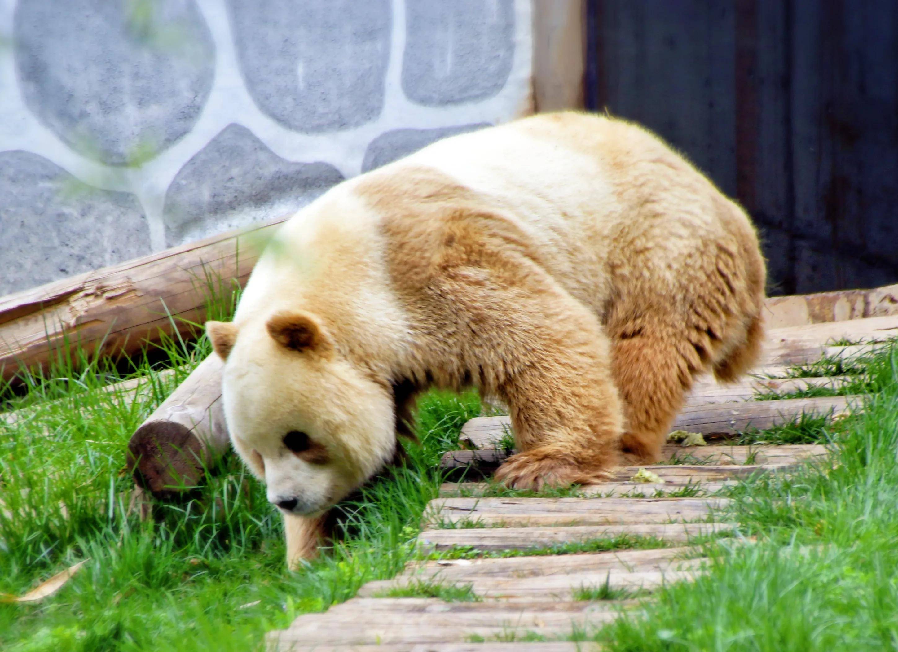 棕色大熊猫还剩图片