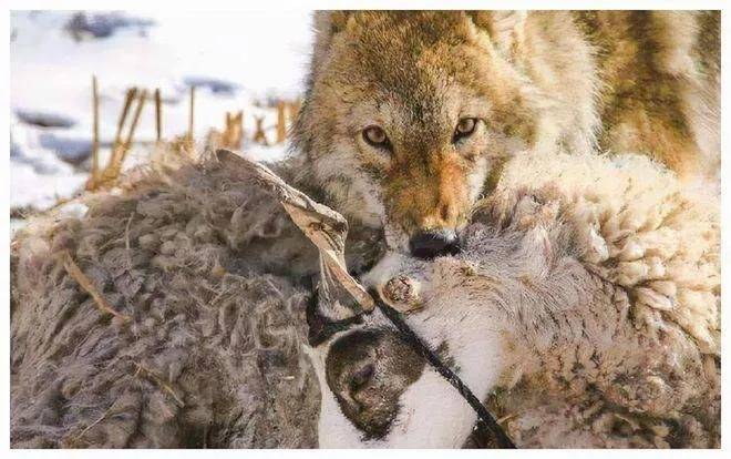 原创蒙古国牧民被寒冬和狼群夺取生命的牛羊最终蜗居供暖管道