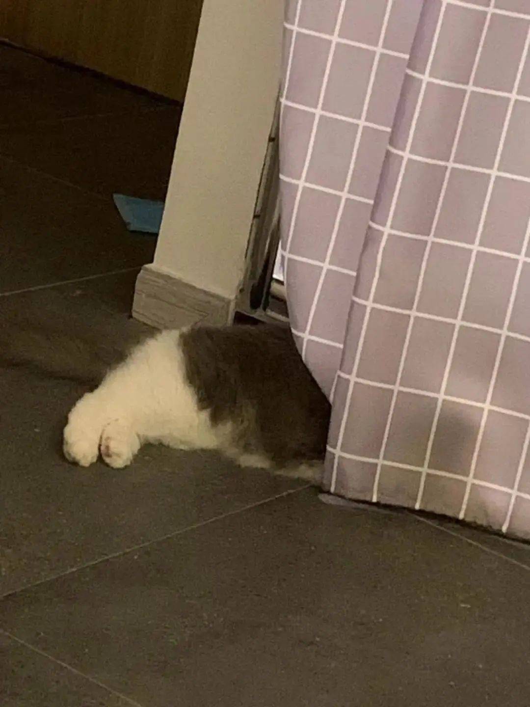 偷窥这种羞羞的事只有猫咪能做得出来