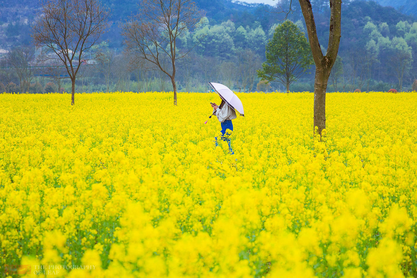 浙江又一花海走红，群山环绕中390亩油菜花海，还不用门票停车费