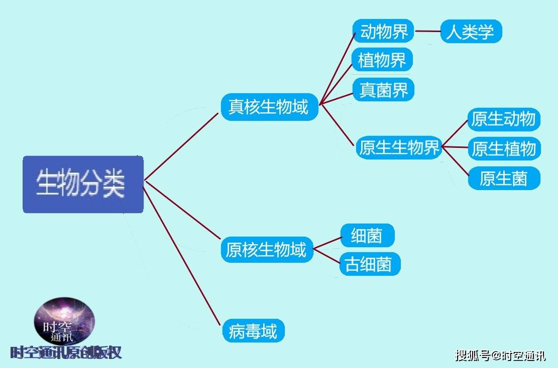 根据生物分类学,生物分类系统为阶元系统,也就是从大到小的等级系统.