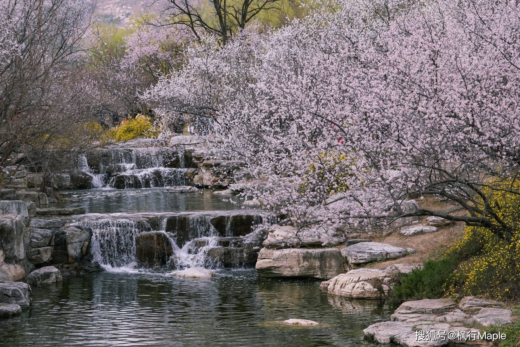 北京香山脚下,藏着一条美丽的桃花溪,满园春色,低调而美丽!