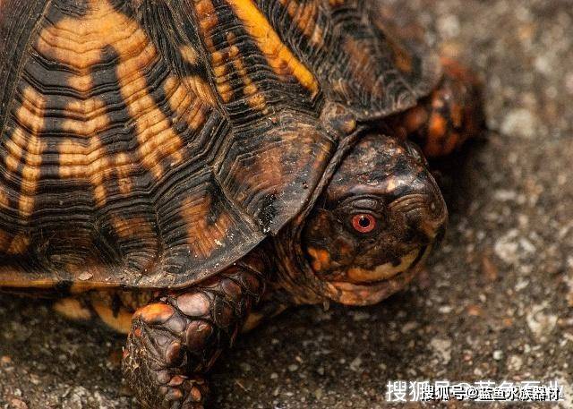 北部锦箱龟的饲养注意事项