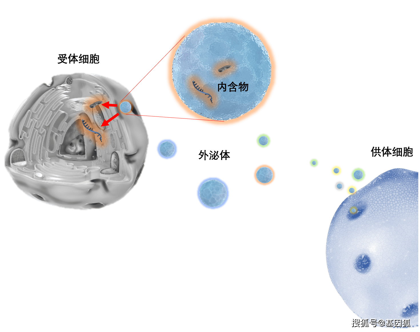 外泌体示意图图片