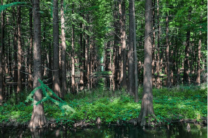 原创江苏的水上森林素有水上兵马俑的赞誉却鲜为人知