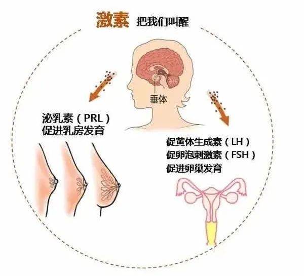 乳房是由脂肪組織 乳腺組織 纖維組織三部分組成,但決