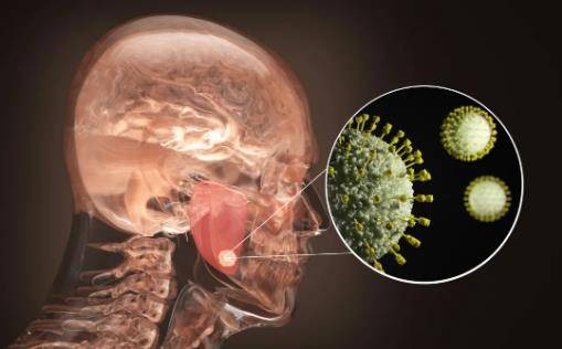 耳鼻喉注意知识:冬春季小心腮腺炎"捣乱"_病毒_患儿_呼吸道