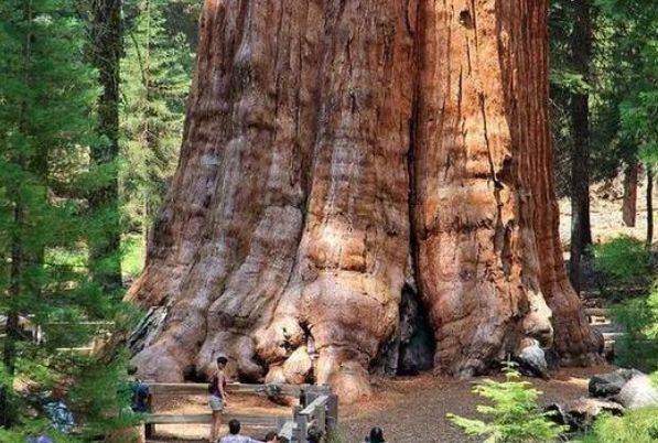 世界上最大的树，重达2800多吨，被种下时还处于商朝时期，至今3500多年
