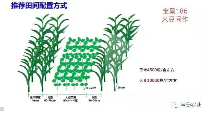 良种宝景186米豆间作带状复合种植技术