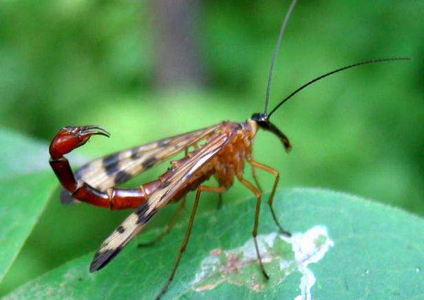 盘点自然界中最危险的12种昆虫!_人类_世界_有毒
