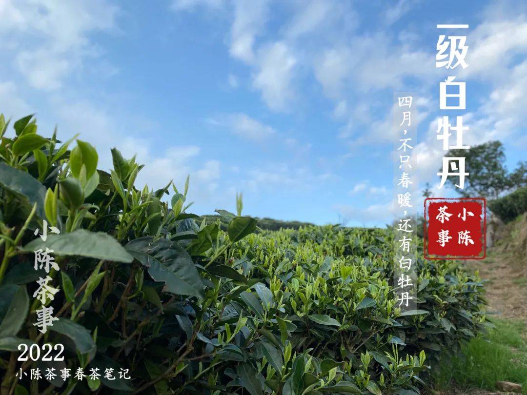 又是一年白牡丹季 白牡丹茶青大量来袭 今年白牡丹的价格如何 一级 产量 茶山 又是一年白牡丹季 白牡丹茶青大量来袭 今年白牡丹的价格如何 一级 产量 茶山