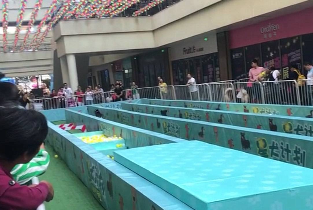 二哈放飞自我随便乱窜,观众捂着肚子笑…_赛道_边牧_狗狗