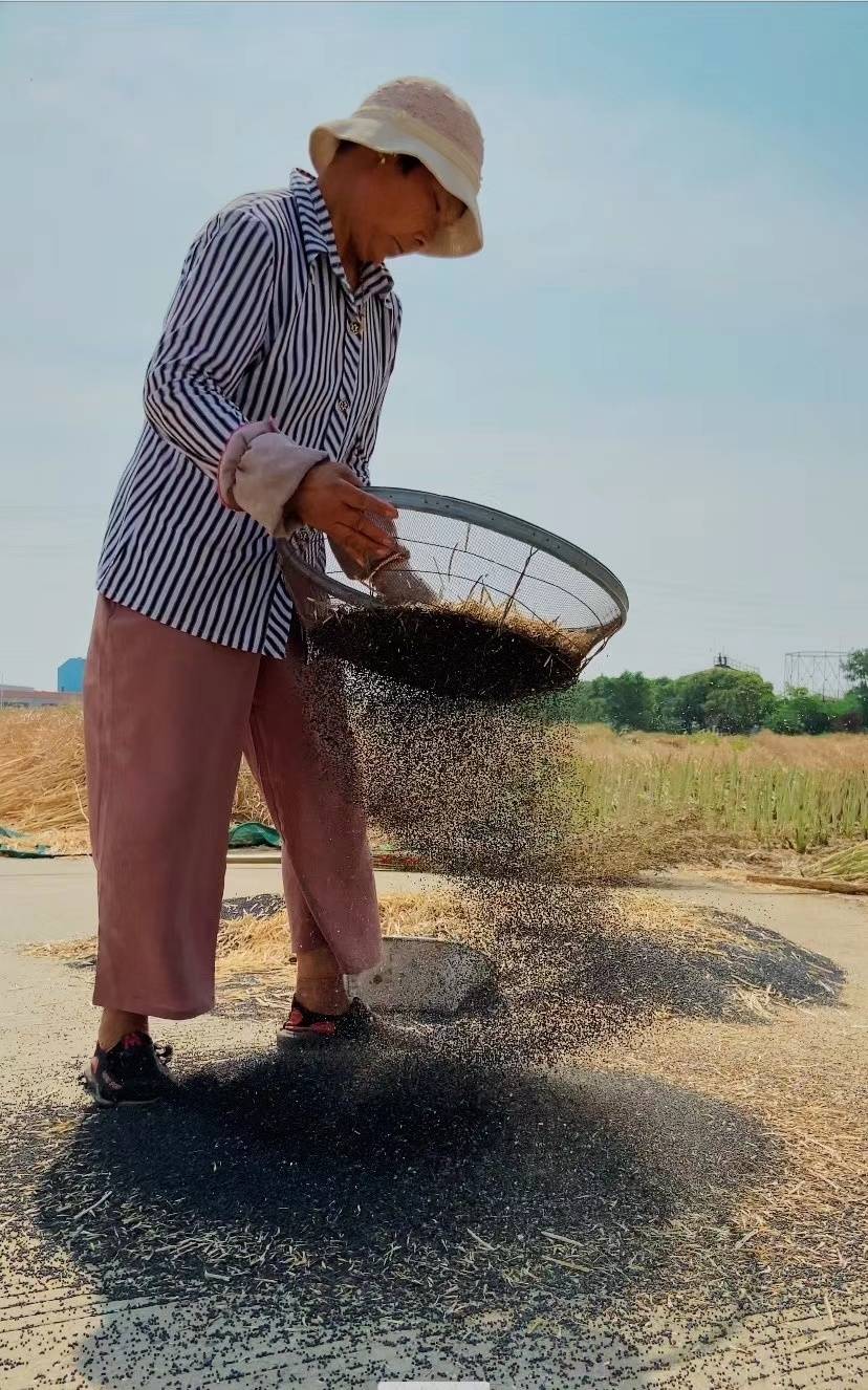 滴滴醇香 入口清香 吃起来安全健康~高邮湖农家自榨菜籽油_油菜花