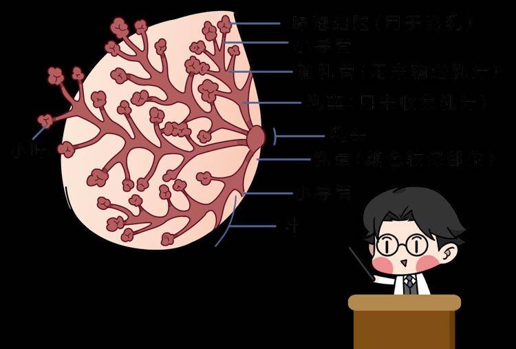 6个骗人的美胸项目,别再上当了_按摩_乳晕_乳腺炎