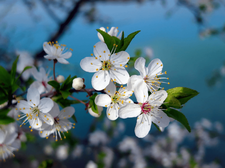 诗词鉴赏 春有约花不误 樱桃花竞相绽放 不负好春光 樱桃花开了 东风 上野