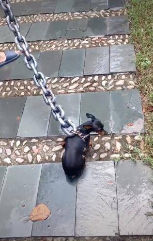 网友用大铁链拴着小鹿犬散步,本以为是虐狗,询问后反而同情主人_狗狗