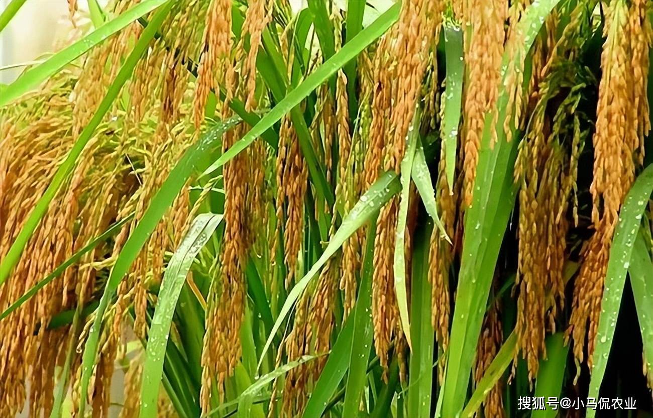 夏新界的"巨型稻"不再是单一的粮食种植,而是一套高效立体循环生态