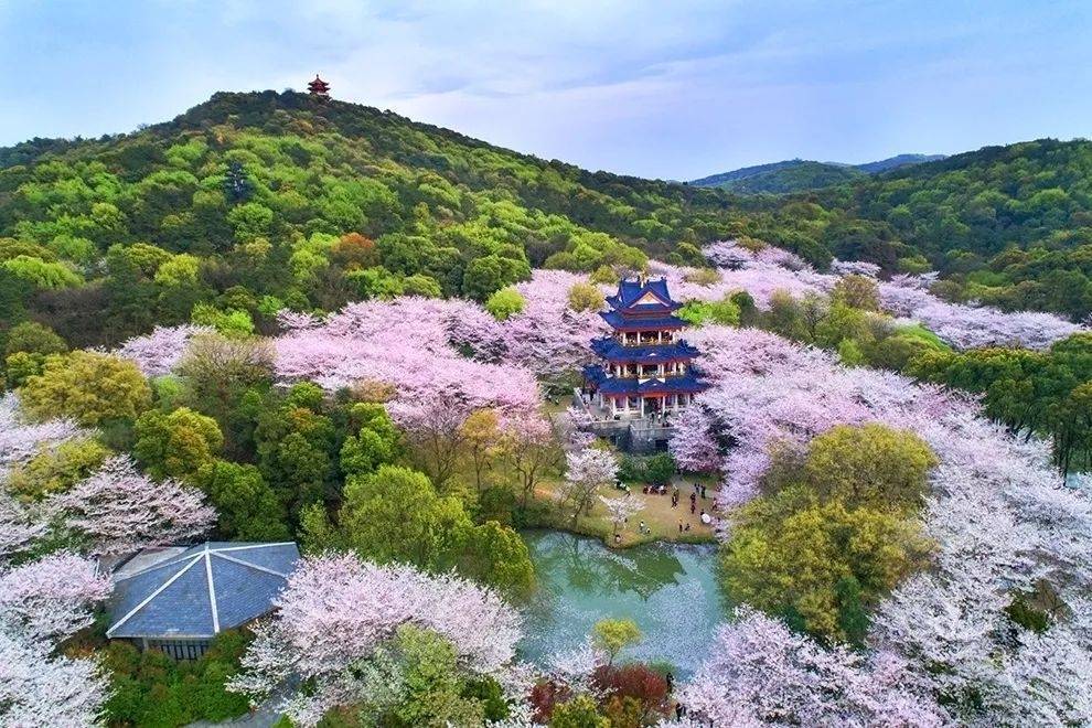 樱舞飞扬 云海朝霞 江南水榭 一起云赏无锡的春天 梅里 太湖 伯渎