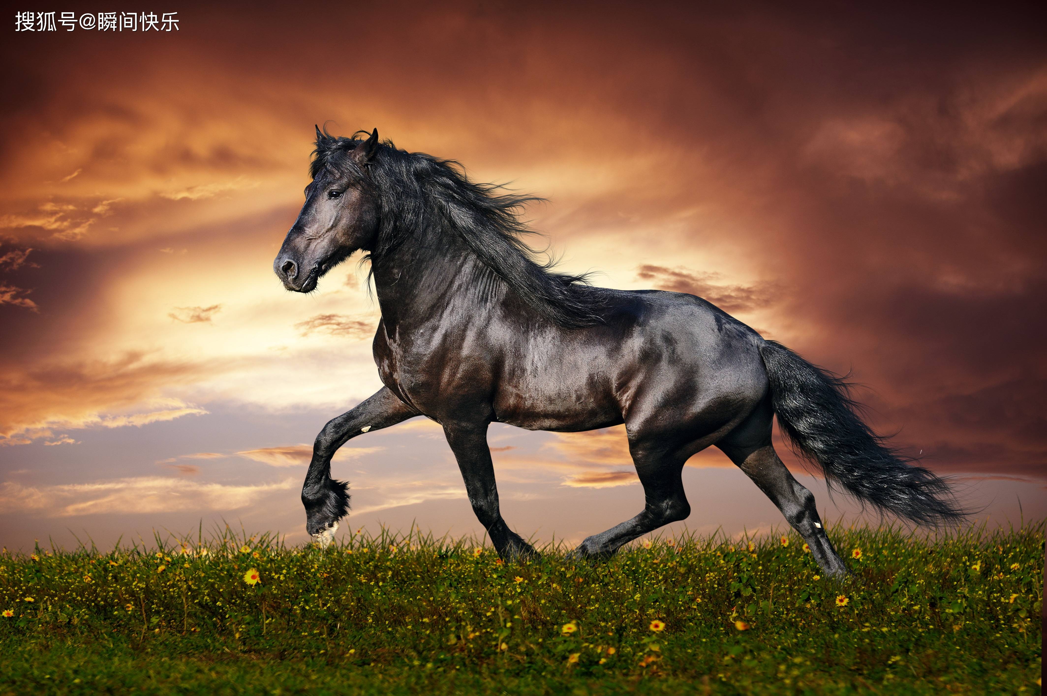 原创4月开始生肖狗生肖马猪前途光明霉运消散生活顺风顺水