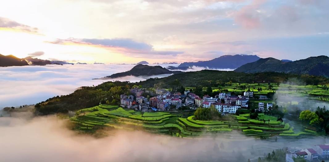 原创永嘉茗岙百亩油菜花迎春怒放更有直向云端梯田让你行走油画中