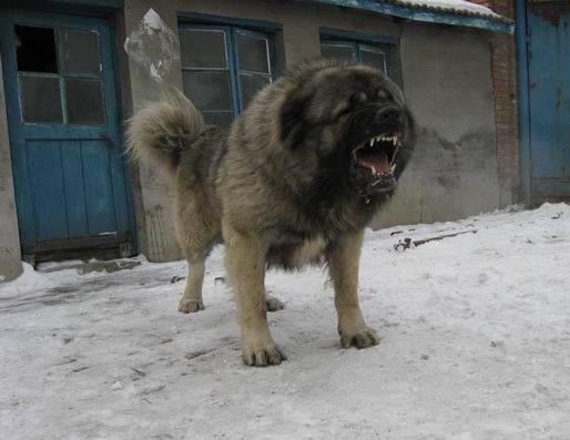 全球最兇猛戰鬥力最強的高加索犬無愧犬中之王的威名