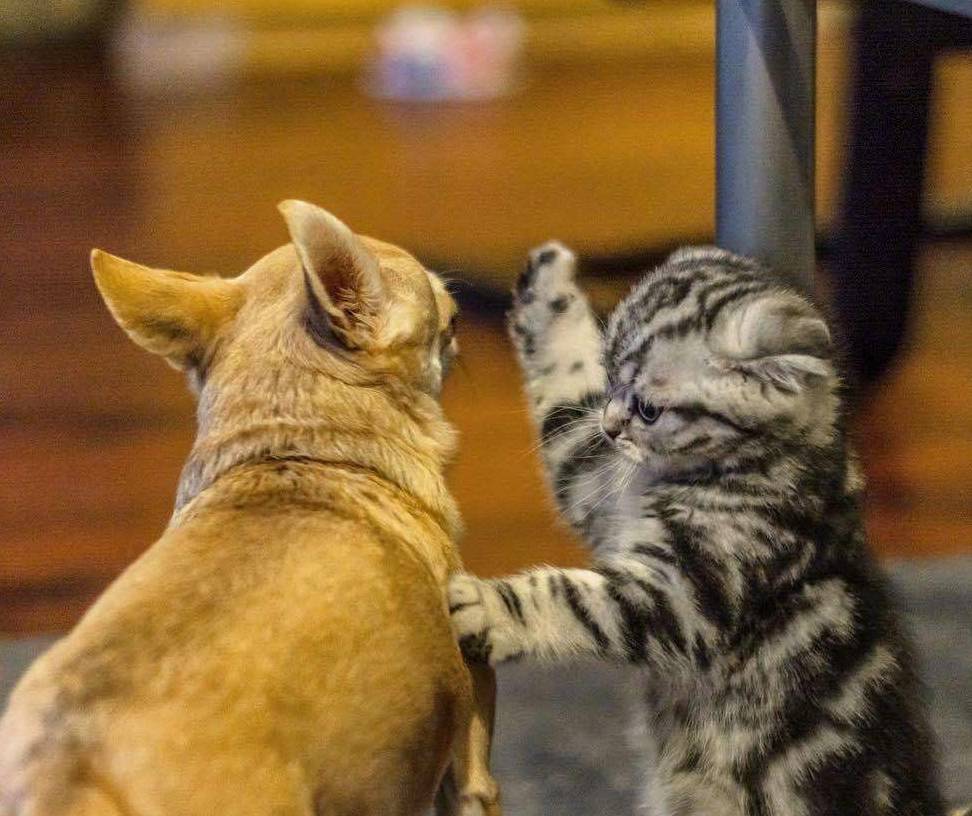 小奶猫挥舞着小拳拳 阻止吉娃娃靠近自己 结果被狗狗一口亲上去 斑猫 猫咪 爪子