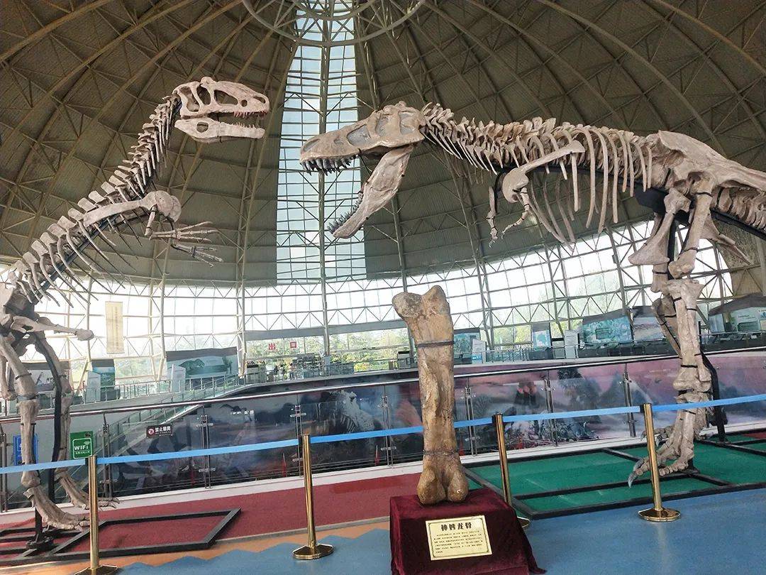 诸城中国暴龙馆展示化石2000余块,包括巨型诸城暴龙,诸城中国角龙