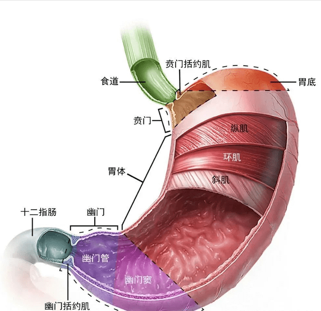 食道分布图高清图图片