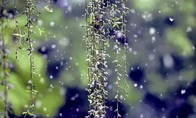 原创故乡的柳絮