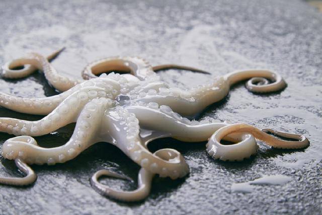 八爪鱼其实只有七只脚吃了20年的八爪鱼原来第八只可能是